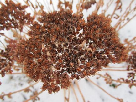 Sedum kiemelkedő ellátás, fajta, tenyésztés, fotók