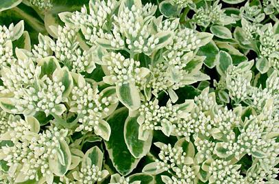 Sedum kiemelkedő ellátás, fajta, tenyésztés, fotó (kövirózsa) Sedum kiemelkedő ellátás, fajta, tenyésztés, fotók