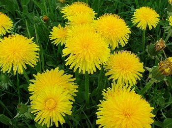 Dandelion máj - gyógyító erő, egészség testtisztítási