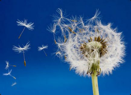 Dandelion gyógyszer tulajdonságait és ellenjavallatok