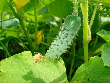 Gherkin - a titkait növekvő