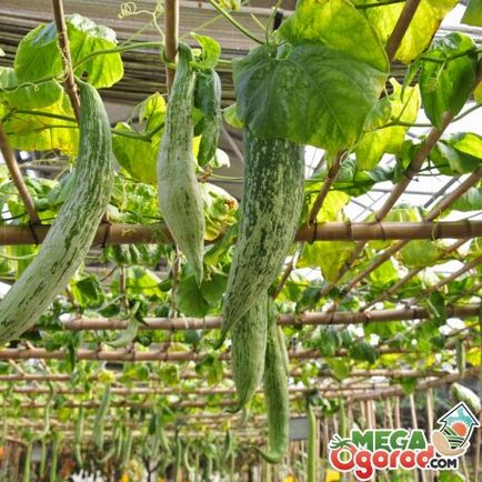 Uborka trichosanthes adott fokozatba és mezőgazdasági gépekhez (trichosanthes) Uborka trichosanthes egyes fajták és agrotechnika