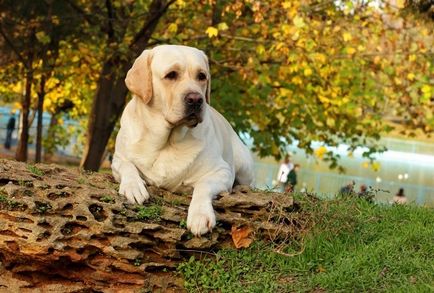 Eredeti beállítások hívni Labrador lány és egy fiú, a legjobb beceneveket