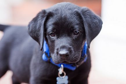 Eredeti beállítások hívni Labrador lány és egy fiú, a legjobb beceneveket