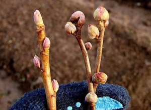 Jellemzők ribizli növekvő tavasszal, érdekel a tél bogyó