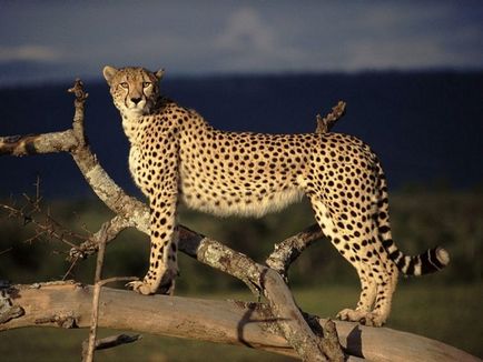 Ellentétben a leopárd és a jaguár gepárd gepárd