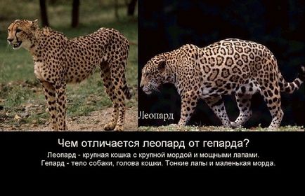 Ellentétben a leopárd és a jaguár gepárd gepárd