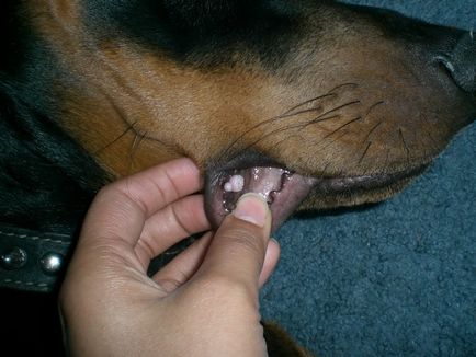 Papilloma kutyáknál - tünetei és kezelése papillomatosis kutyák Moszkvában