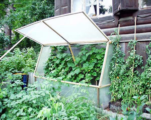 Az üvegház uborka önállóan hogy egy üvegház uborka és minden, ami szükséges