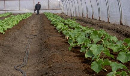 Az üvegház uborka saját kezébe ajánlás kezdőknek