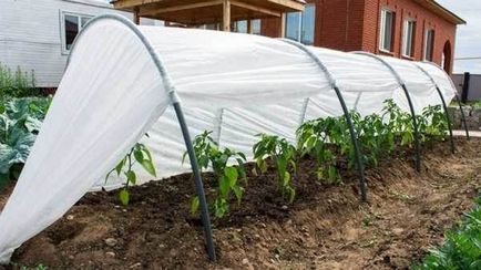 Greenhouse kezével az uborka, paradicsom, paprika, kelbimbó, a kertben, az erkélyen - az életem