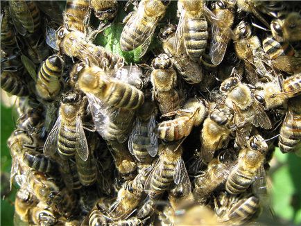 Bee raj - blog méhész