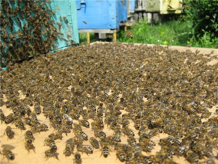 Bee raj - blog méhész