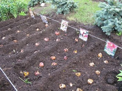 Transzplantációs liliom, amikor ásni és transzplantációs egy másik helyre a tavasszal vagy ősszel