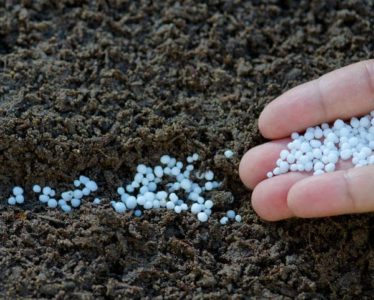 Transzplantációs liliom, amikor ásni és transzplantációs egy másik helyre a tavasszal vagy ősszel