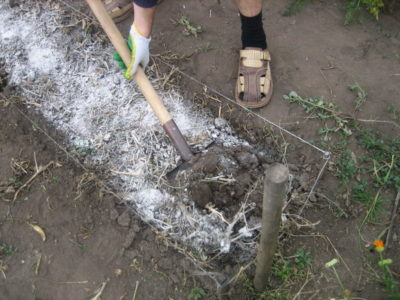 Transzplantációs liliom, amikor ásni és transzplantációs egy másik helyre a tavasszal vagy ősszel