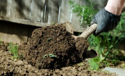 Transzplantációs liliom, amikor ásni és transzplantációs egy másik helyre a tavasszal vagy ősszel