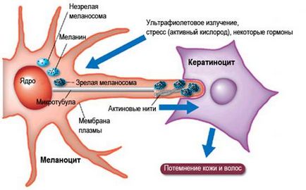 A melanin - hogyan lehet visszaállítani, és nem a felesleges melanin