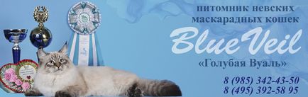 Tenyészet Neva Masquerade macska kék fátyol