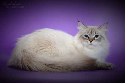 Kennel északi Nocturne - Neva Masquerade (szibériai) macska Ryazan