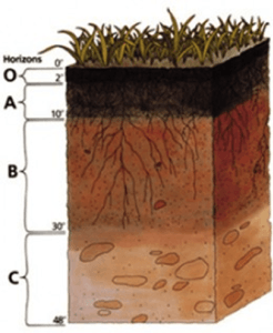 a talaj termékenységét