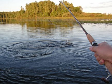 Roach - különösen halászat tavak, horgászat, a semmi közepén