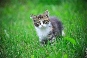 Miért egy macskát önállóan jár, macskaféle asszisztens