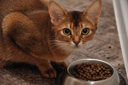 Miért a macska temeti élelmiszer felfedi a fő oka