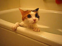 Miért macskák nem szeretnek úszni, titkos tudja?