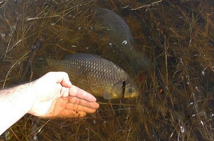 Miért nem harap ponty a fő tényezők hiánya harapás