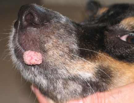 Mi okozza növedékek a test kutyák - kezelés szemölcsök a kutyák
