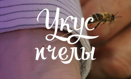 Miért van az, rajzó méhek és hogyan lehet megakadályozni