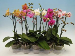 Miért csökkenő lila levelek, szobanövények