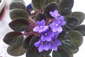 Miért csökkenő lila levelek mágikus növények