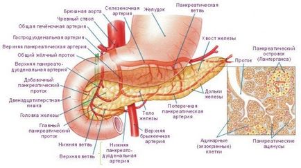 Humán hasnyálmirigy és az anatómiáját (a pozíció és struktúra)