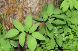 Hasznos tulajdonságai goutweed, a növények alkalmazása a gyógyászatban