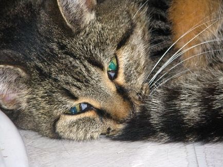 Véres hasmenés macskáknál okok és a kezelés