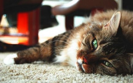 Véres hasmenés macskáknál okok és a kezelés