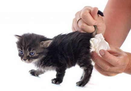Hasmenés vér a macska okoz és kezelés