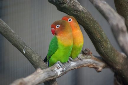 Papagájok lovebirds, hogy kettő!