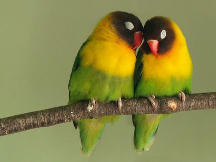 Papagájok lovebirds, hogy kettő!