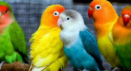 Papagájok, lovebirds - fotó, leírás, tartalom, táplálkozás, szaporodás