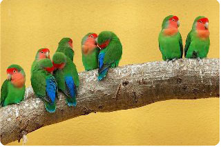 Papagájok Lovebirds fotók, tartás, tenyésztés, Fischer Törpepapagája, rózsaszín