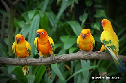 Papagájok Lovebirds azok jellemzőit és gondozás, a vadon élő állatok