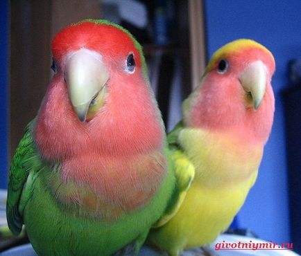 Papagájok Lovebirds azok jellemzőit és gondozás, a vadon élő állatok