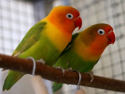 Papagájok, törpepapagájok és a faj leírása fotókkal és videókkal, karbantartása és tisztítása az otthoni,