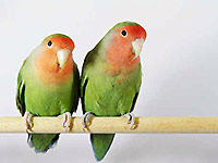 Papagájok lovebirds tenyészteni leírás, a tartalom az otthoni