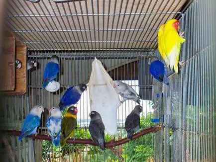 Papagájok, törpepapagájok karbantartás és gondozás