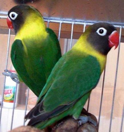 Papagájok Lovebirds faj, fotó, karbantartása és tisztítása az otthoni