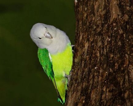 Papagájok Lovebirds faj, fotó, karbantartása és tisztítása az otthoni